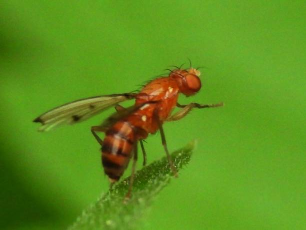 istock Drosophila suzukii 1042589226