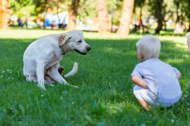 istock Little boy spending a day with a dog outside 1042589484