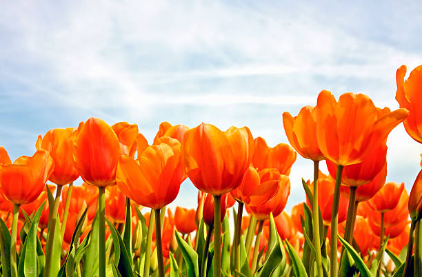 istock Red tulips in the fields from Netherlands 104258976