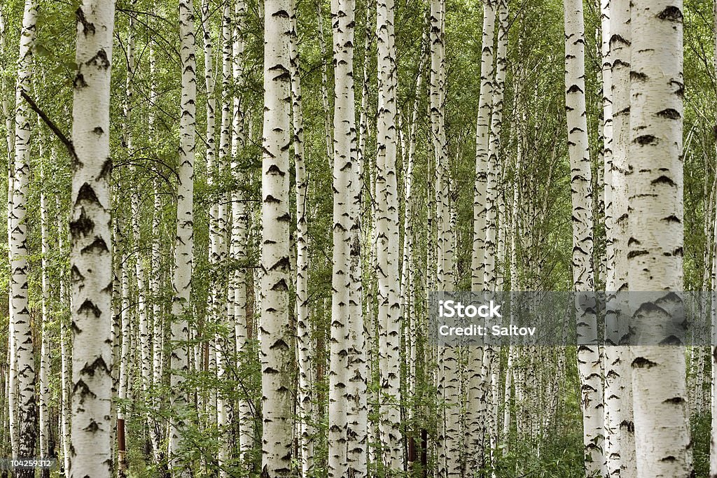 Birchwood - Foto stock royalty-free di Foresta