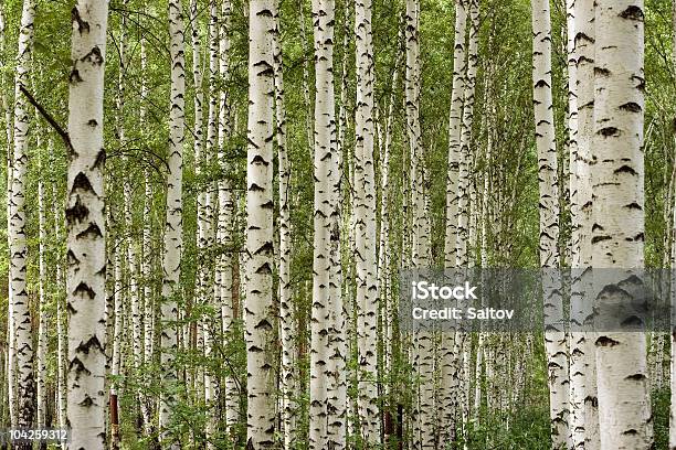 Birchwood - Fotografie stock e altre immagini di Foresta - Foresta, Betulla, Albero