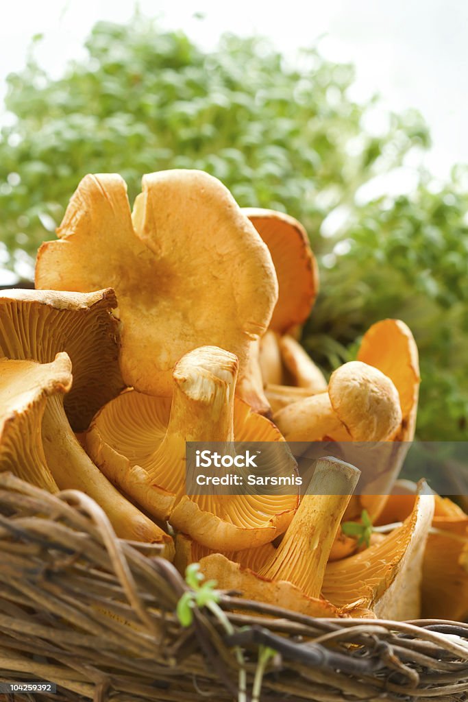 chanterelles в корзину - Стоковые фото Без людей роялти-фри