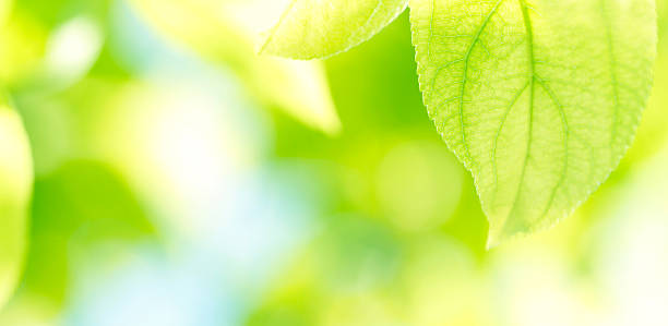 istock Green leaves background 104259494
