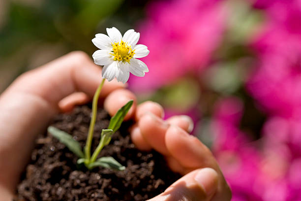 istock Small flower growing in soil inside child's cupped hands 104259506