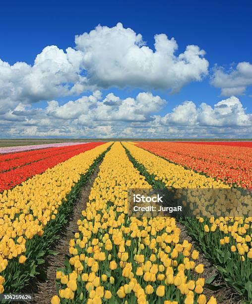 Foto de Primavera Paisagem Xxl e mais fotos de stock de Agricultura - Agricultura, Ajardinado, Amarelo