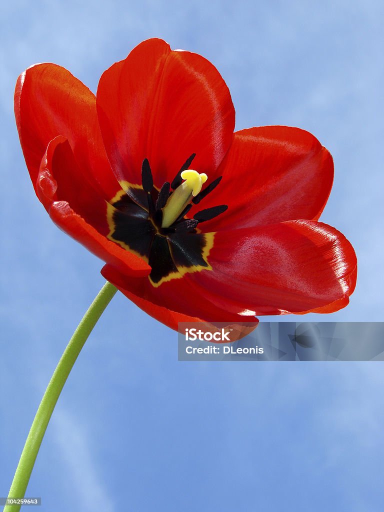 red tulip  Blue Stock Photo