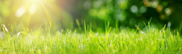 istock Fresh green grass background in sunny summer day 1042598682