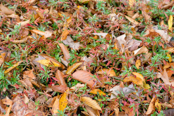 Autumn Foliage Background stock photo