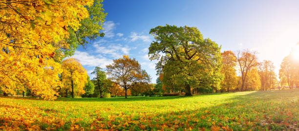 istock trees with multicolored leaves on the grass in the park 1042599190