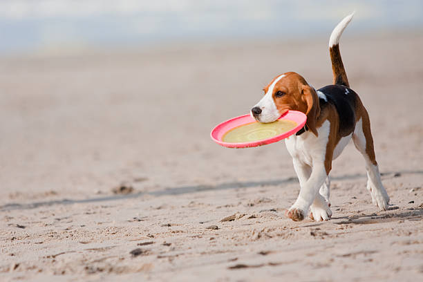 Beagle puppy playing with a Frisbee on the beach stock photo