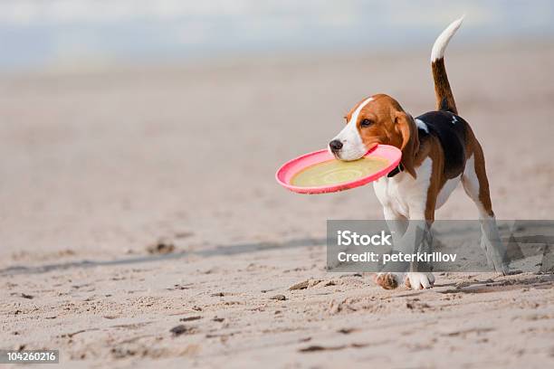 Beagle Puppy Playing With A Frisbee On The Beach Stock Photo - Download Image Now - Dog, Beach, Plastic Disc