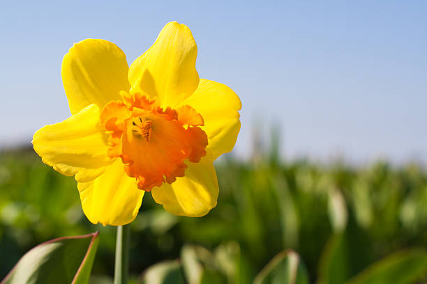 Yellow flower in a field - Narcissus stock photo