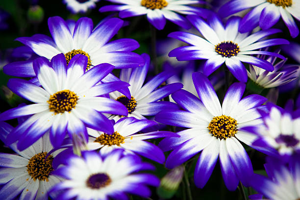 Colorful flowers. Close shot stock photo