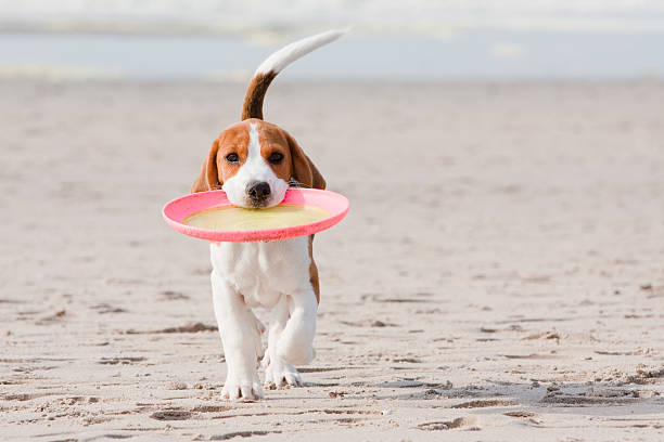cucciolo di beagle giocare - cane al mare foto e immagini stock