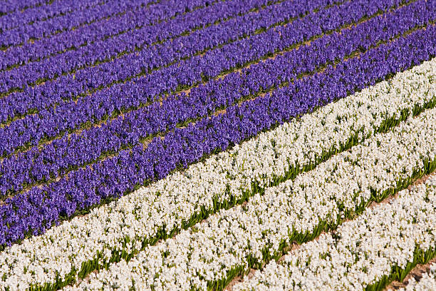 Field of violet and white flowers stock photo