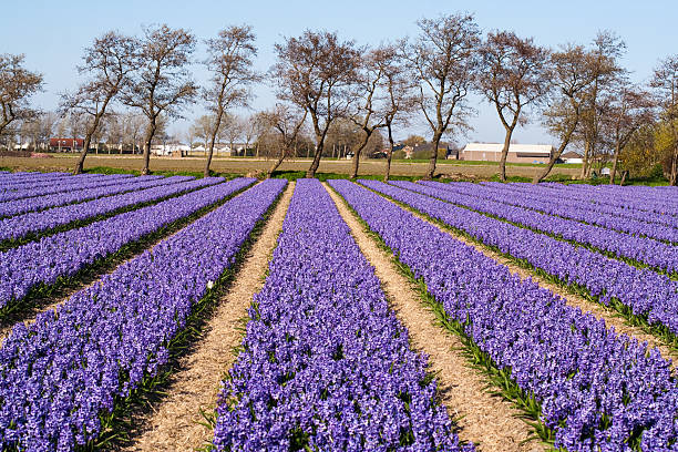 Field of violet flowers - Hyacint stock photo