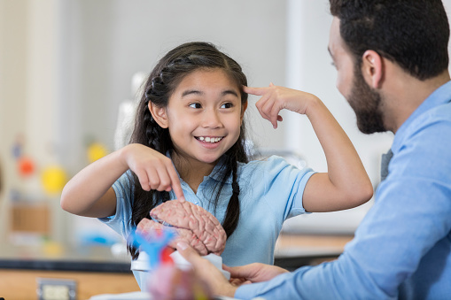 Cute STEM schoolgirl gestures while examining and asking questions about the human brain. Her teacher is teaching her about the brain by using a human brain model.