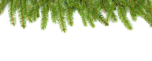 istock Border of green fir tree branches on white background 1042603724