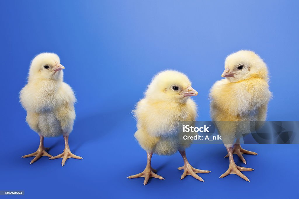Neonato piccolo pollo in blu - Foto stock royalty-free di Sfondo blu
