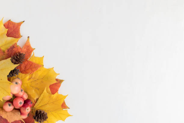 istock Bright autumn leaves on a light background 1042610764
