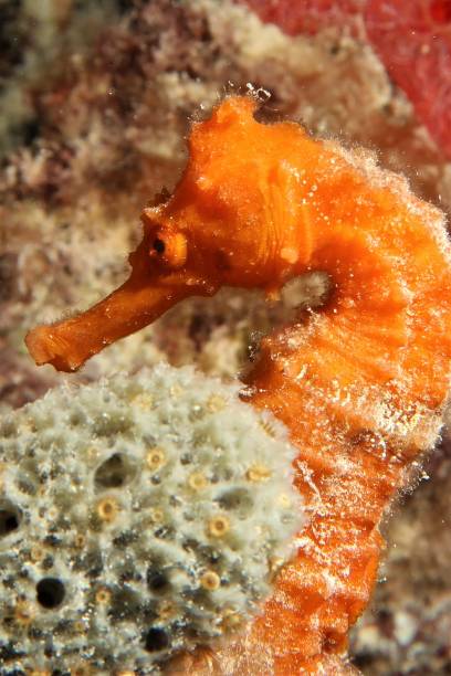 istock Sea Horse 1042611398