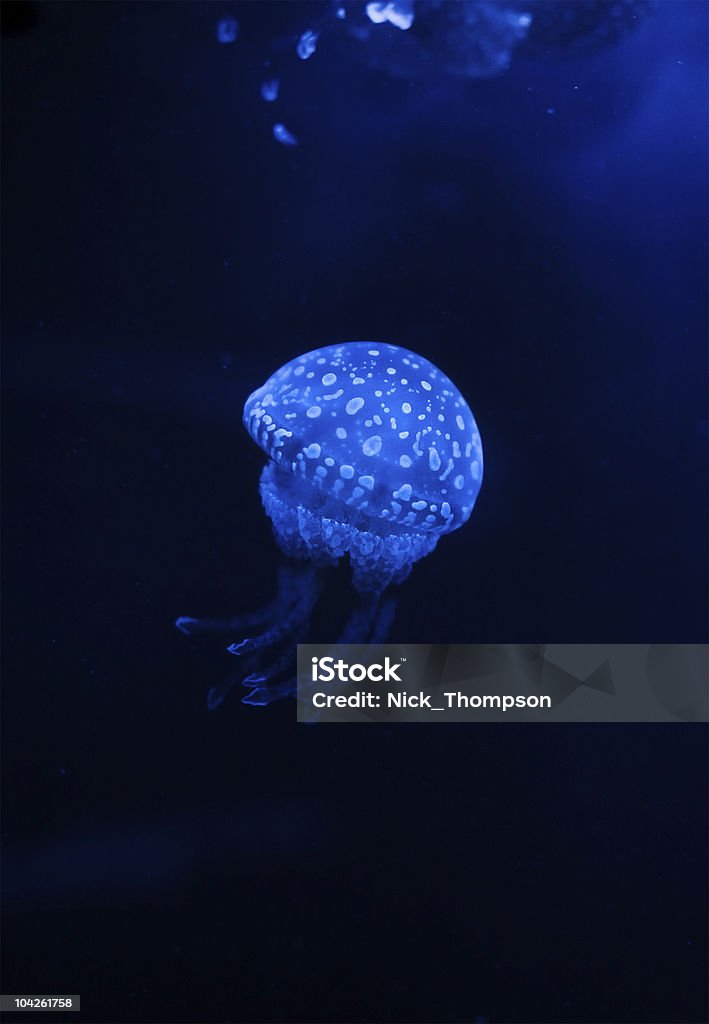 Medusa no escuro água com luzes fluorescentes - Royalty-free Medusa - Cnidário Foto de stock