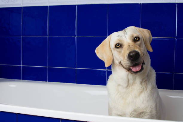 HAPPY AND DIRTY DOG WAITING FOR A SHOWER IN A BLUE BATHTUB HAPPY AND DIRTY DOG WAITING FOR A SHOWER IN A BLUE BATHTUB spanish mastiff puppies stock pictures, royalty-free photos & images