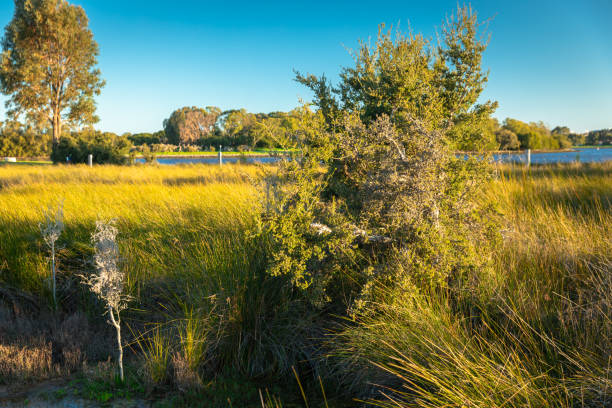 primavera em perth na austrália ocidental - sky sun grass tree - fotografias e filmes do acervo