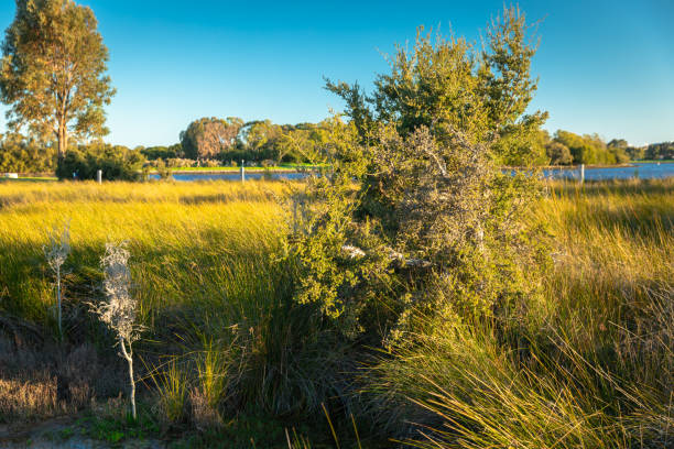весна в перте, западная австралия - sky sun grass tree стоковые фото и изображения