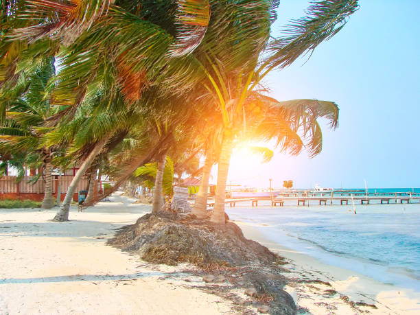 belice, calles de caye caulker - hurricane cocktail fotografías e imágenes de stock