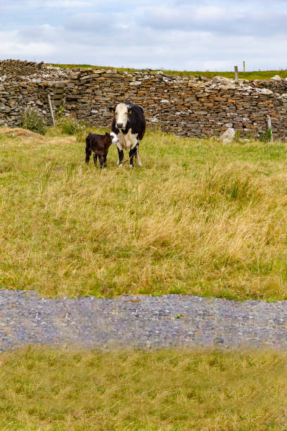 istock Cow and Calf in a farm meadow 1042618808
