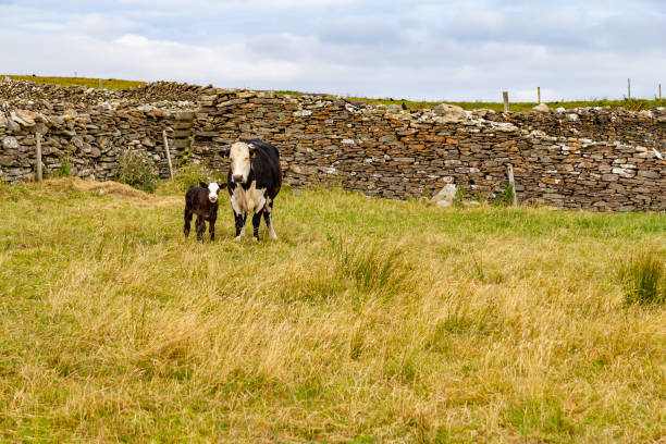 istock Cow and Calf in a farm meadow 1042618840