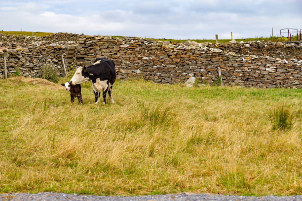 istock Cow and Calf in a farm meadow 1042618866
