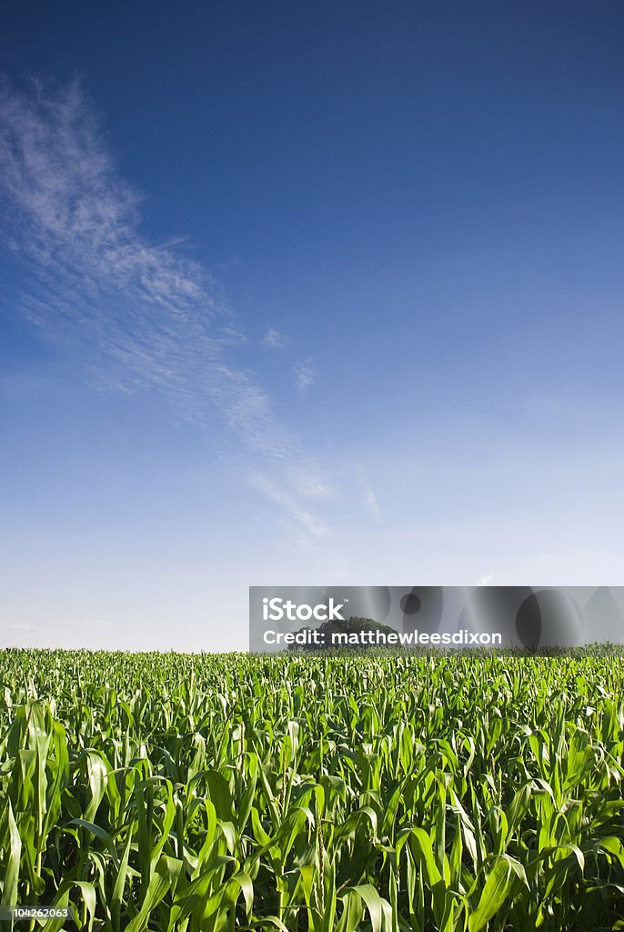 Fresh green crops  Agricultural Field Stock Photo