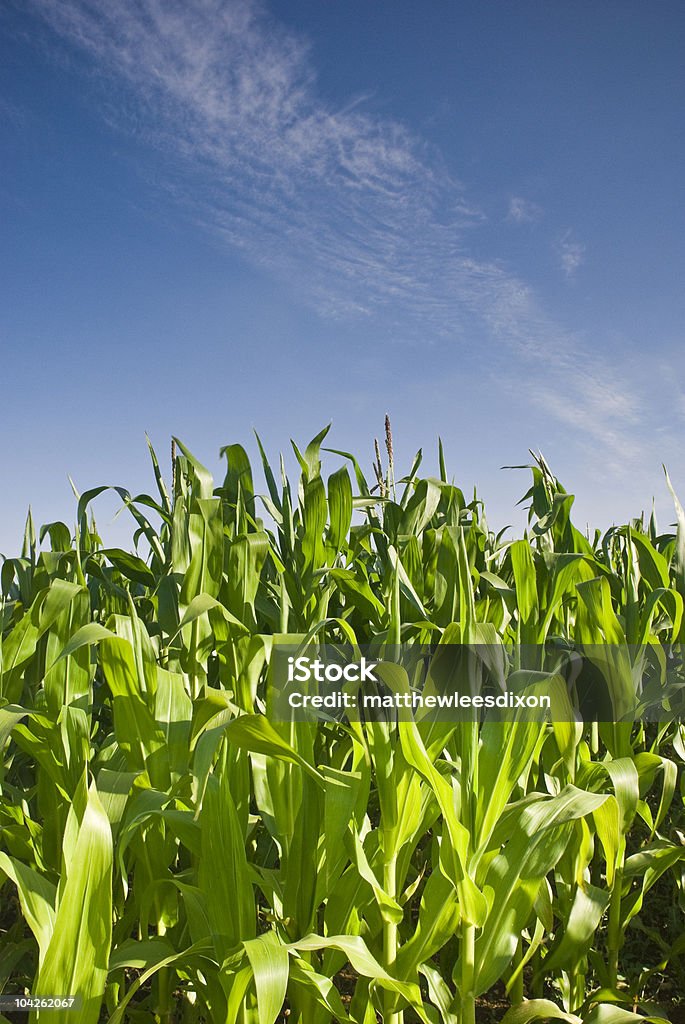 Baixo na fazenda - Foto de stock de Agricultura royalty-free