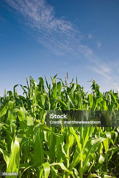 Baixo Na Exploração - Fotografias de stock e mais imagens de Agricultura - Agricultura, Ao Ar Livre, Azul