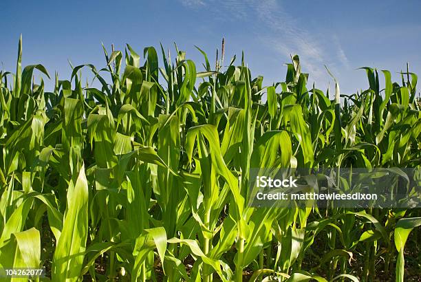 Photo libre de droit de Des Cultures banque d'images et plus d'images libres de droit de Agriculture - Agriculture, Agriculture biologique, Aliment