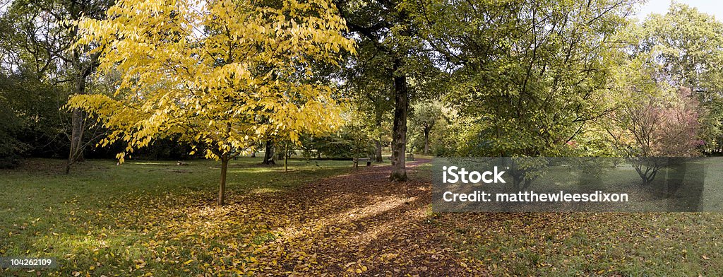 Autunno quinte - Foto stock royalty-free di Acero