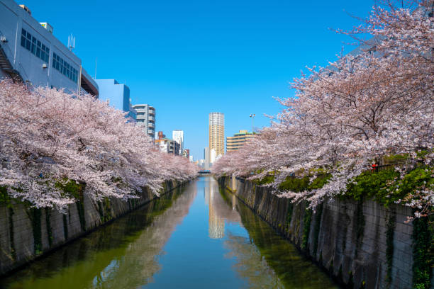 saison des cerisiers en fleurs à tokyo, dans la rivière meguro, japon - rivière meguro photos et images de collection