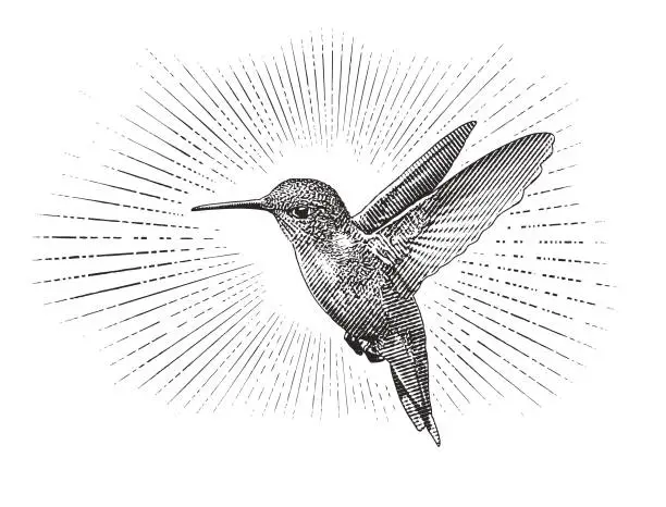Vector illustration of Hummingbird flying