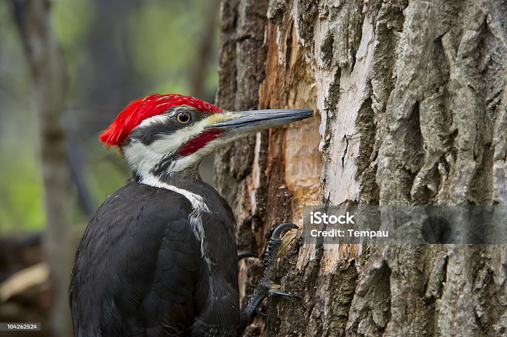 Digging a Hole  Woodpecker Stock Photo