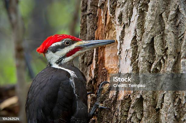 Digging A Hole Stock Photo - Download Image Now - Woodpecker, Pileated Woodpecker, Tree