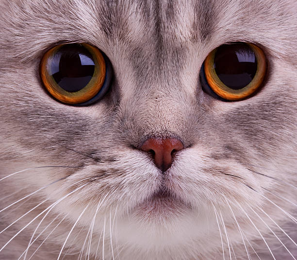 istock Closeup of cats face 104262545