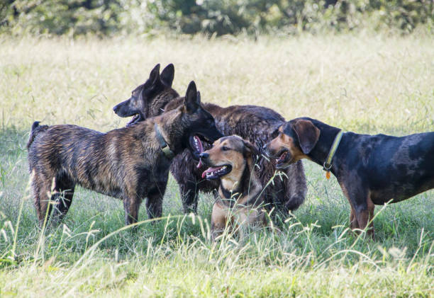 istock Pack of dogs 1042625852