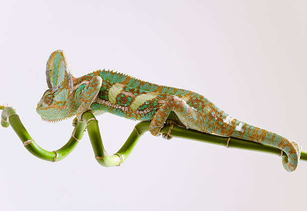 istock profil of chameleon 104262616