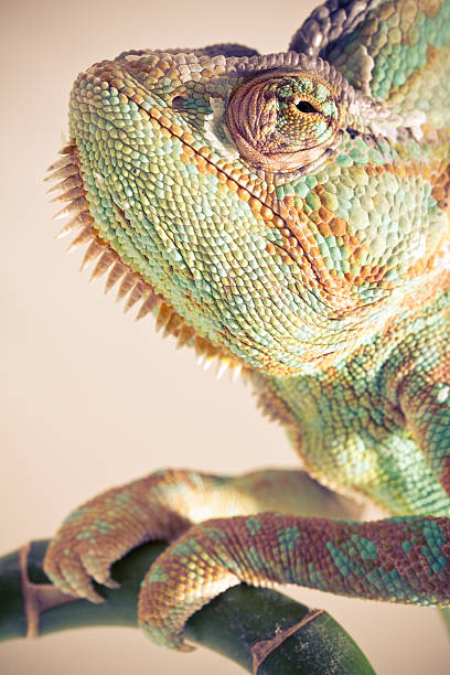 istock portrain of chameleon 104262621