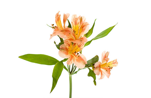 istock Yellow Orange Alstroemeria Lilly Spray 104262768