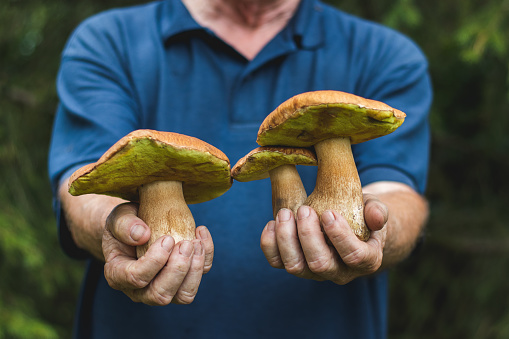 Gathering boletus in forest.