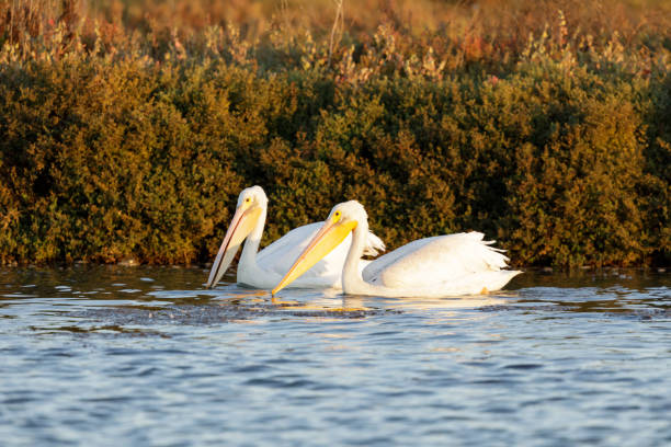Great White Pelicans Fishing at Sunset