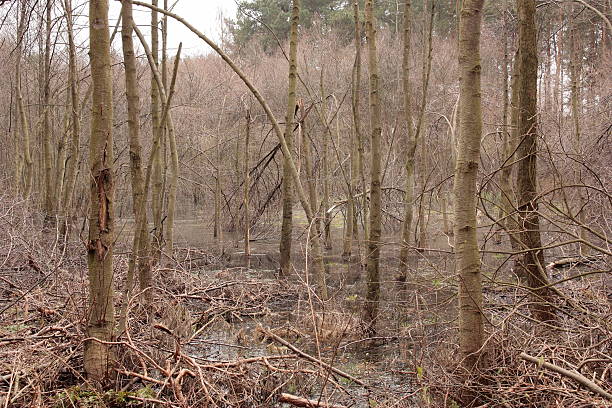 View of the marsh. stock photo